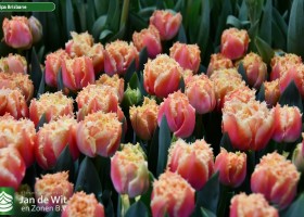 Tulipa Brisbane ® (3)